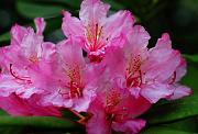 Rhododendron, Rhododendron macrophyllum